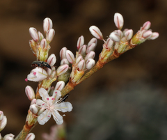 Eriogonum wrightii subscaposum
