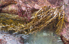 Carpophyllum angustifolium