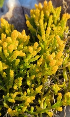 Hagnothesium