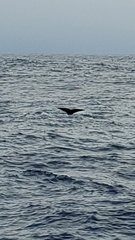 Physeteridae