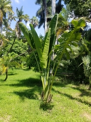 Ravenala madagascariensis