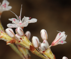 Eriogonum wrightii subscaposum