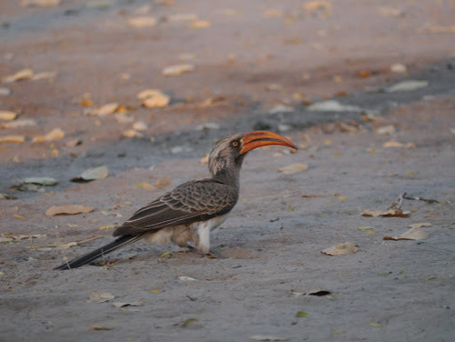 Lophoceros bradfieldi