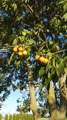 Aesculus hippocastanum