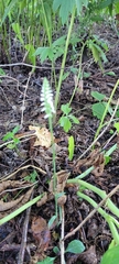 Spiranthes ovalis erostellata