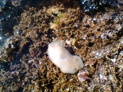 Diaulula punctuolata