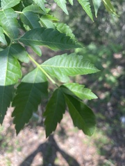 Ulmus parvifolia