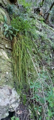Phlegmariurus