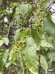 Philadelphus lewisii