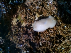 Diaulula punctuolata