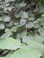 Erythrina americana