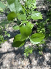 Forestiera pubescens