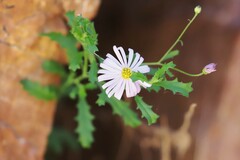 Brachyscome ciliaris