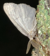 Nepytia canosaria