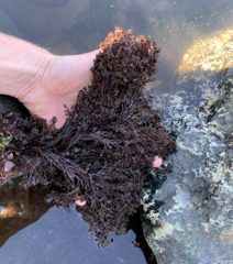 Odonthalia floccosa