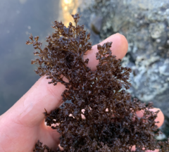 Odonthalia floccosa
