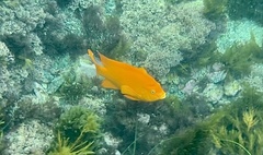 Hypsypops rubicundus