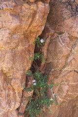 Brachyscome ciliaris