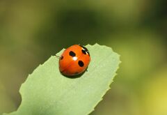 Coccinella quinquepunctata