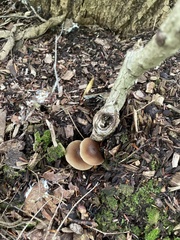 Psilocybe caerulipes