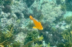 Hypsypops rubicundus