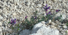 Linaria alpina