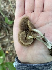 Psilocybe caerulipes