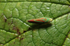 Graphocephala