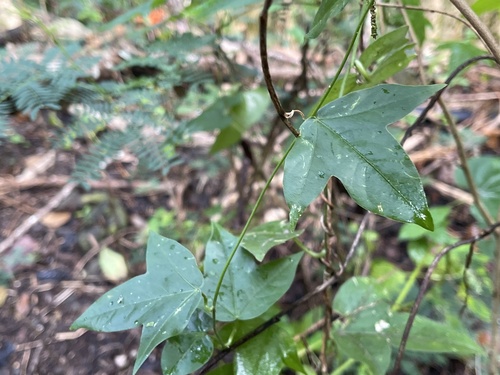 Passiflora suberosa observed 2022-09-09
