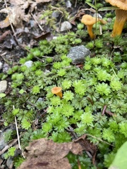 Craterellus ignicolor