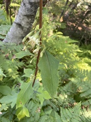 Nabalus trifoliolatus