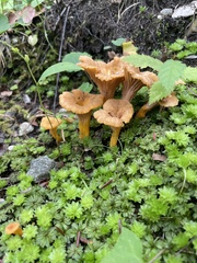 Craterellus ignicolor