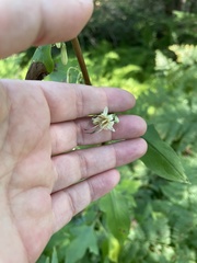 Nabalus trifoliolatus