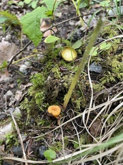 Craterellus ignicolor