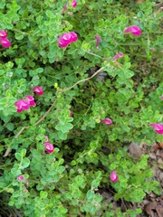 Scutellaria suffrutescens
