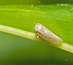 Agallia quadripunctata