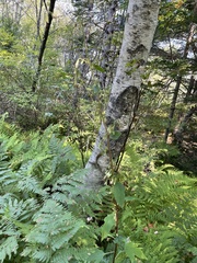 Nabalus trifoliolatus