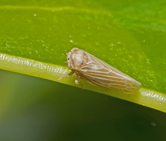 Agallia quadripunctata