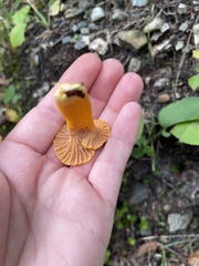 Craterellus ignicolor
