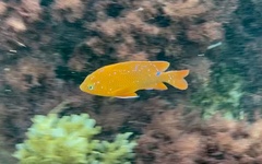 Hypsypops rubicundus