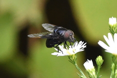 Copestylum violaceum