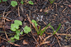 Tiarella trifoliata