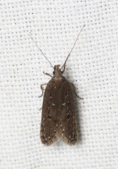 Neofaculta ericetella