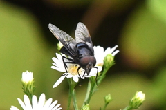 Copestylum violaceum