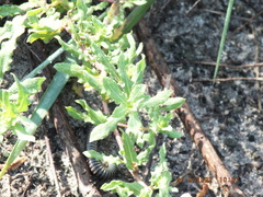 Oenothera laciniata