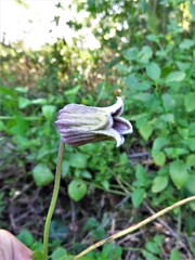 Clematis pitcheri