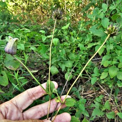 Clematis pitcheri