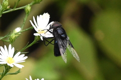 Copestylum violaceum
