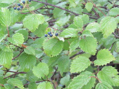 Viburnum recognitum