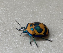 Tectocoris diophthalmus